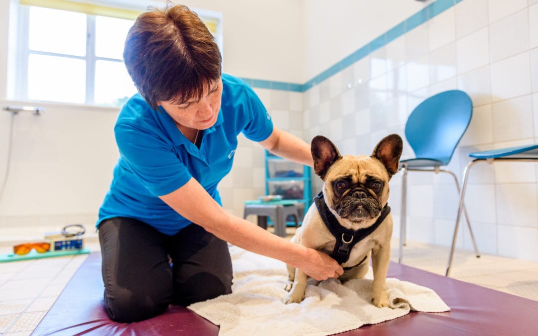 K9 Clinical Reasoning + SMART Goals