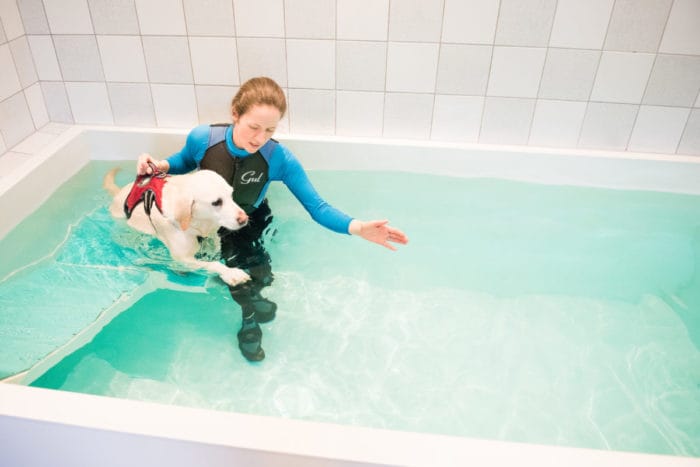 Labrador Retriever Labrador Retriever in hydro pool with therapist