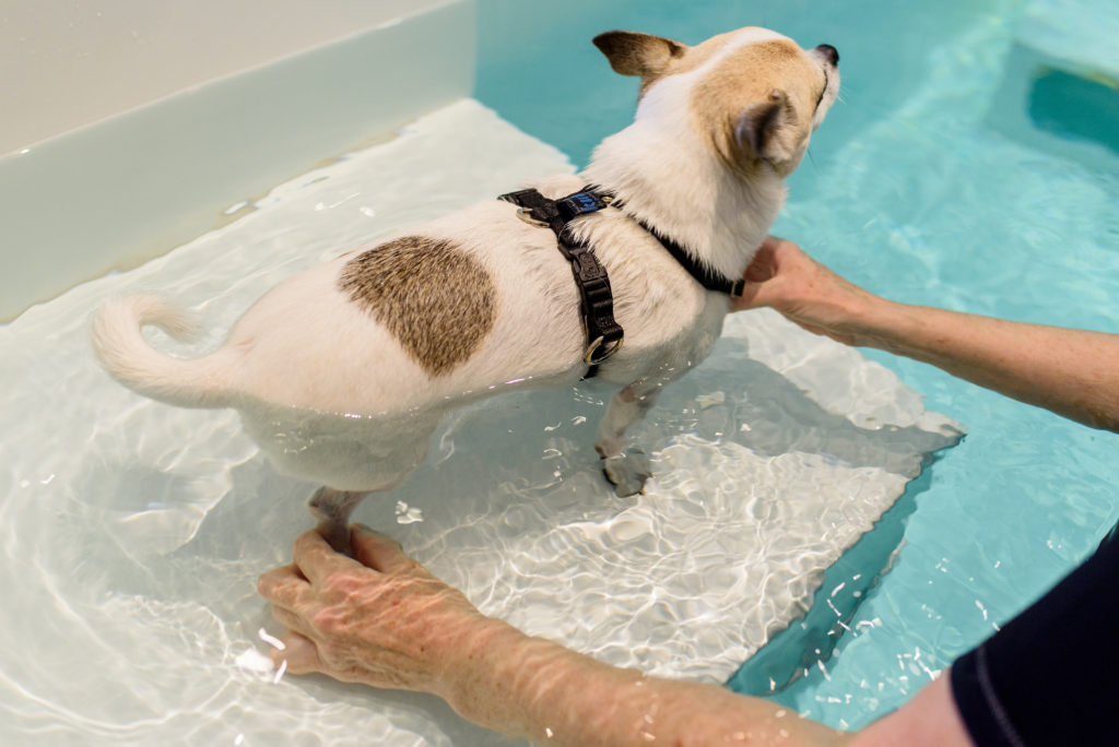 Enrichment Day Care for Dogs – Canine Movement Lab