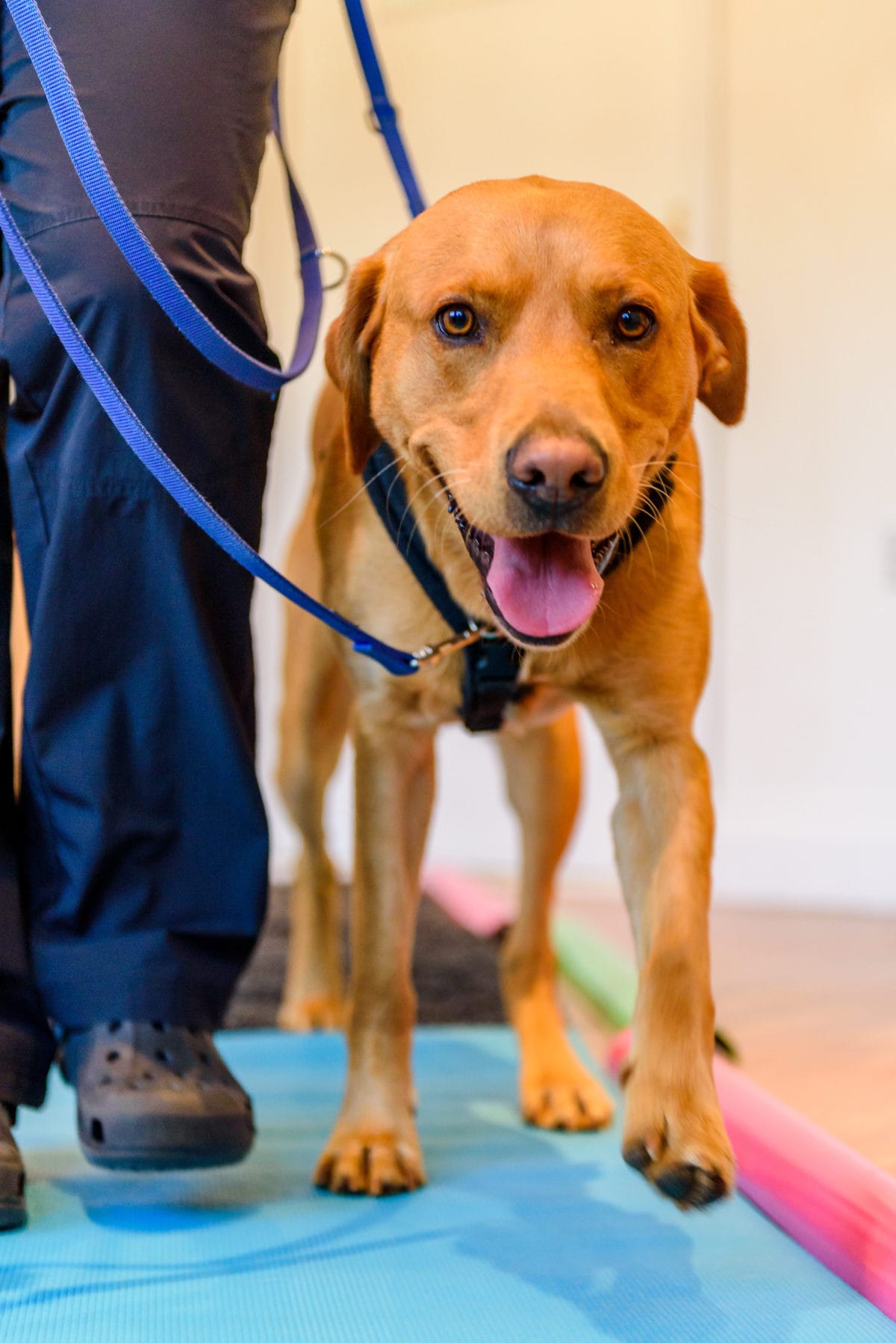 Canine physiotherapy and hydrotherapy advanced treatment techniques