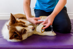 bandaging of dog paw first aid to dog