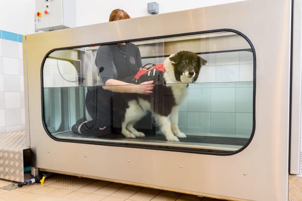 dog in aqautic treadmill border collie in aquatic treadmill with therapist