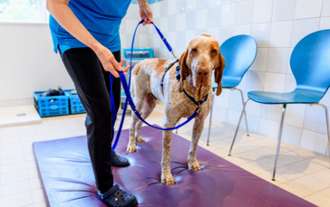 Enrichment Day Care for Dogs – Canine Movement Lab