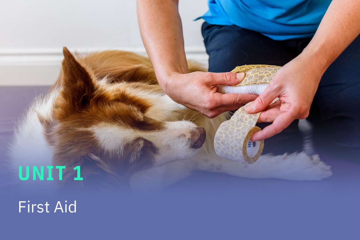 Award in Canine First Aid + Health Checks | K9HS Courses | Canine ...