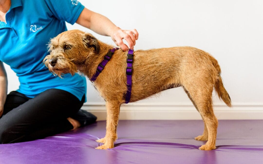 Canine Muscle Injuries & Rehab