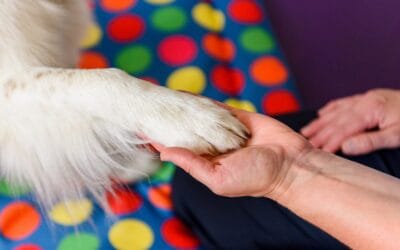 Wellbeing for Therapists