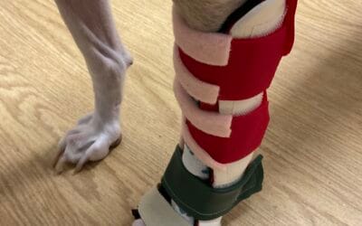 Canine Splinting: Clinical Insights & Case Studies with Mel Bruder