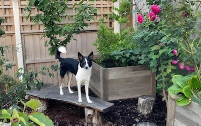 Canine Sensory Enrichment