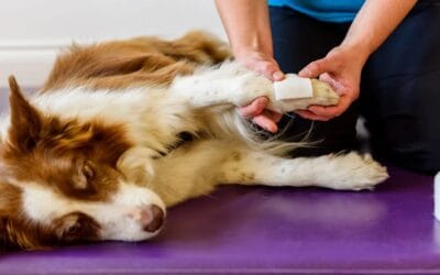 Canine Bandaging