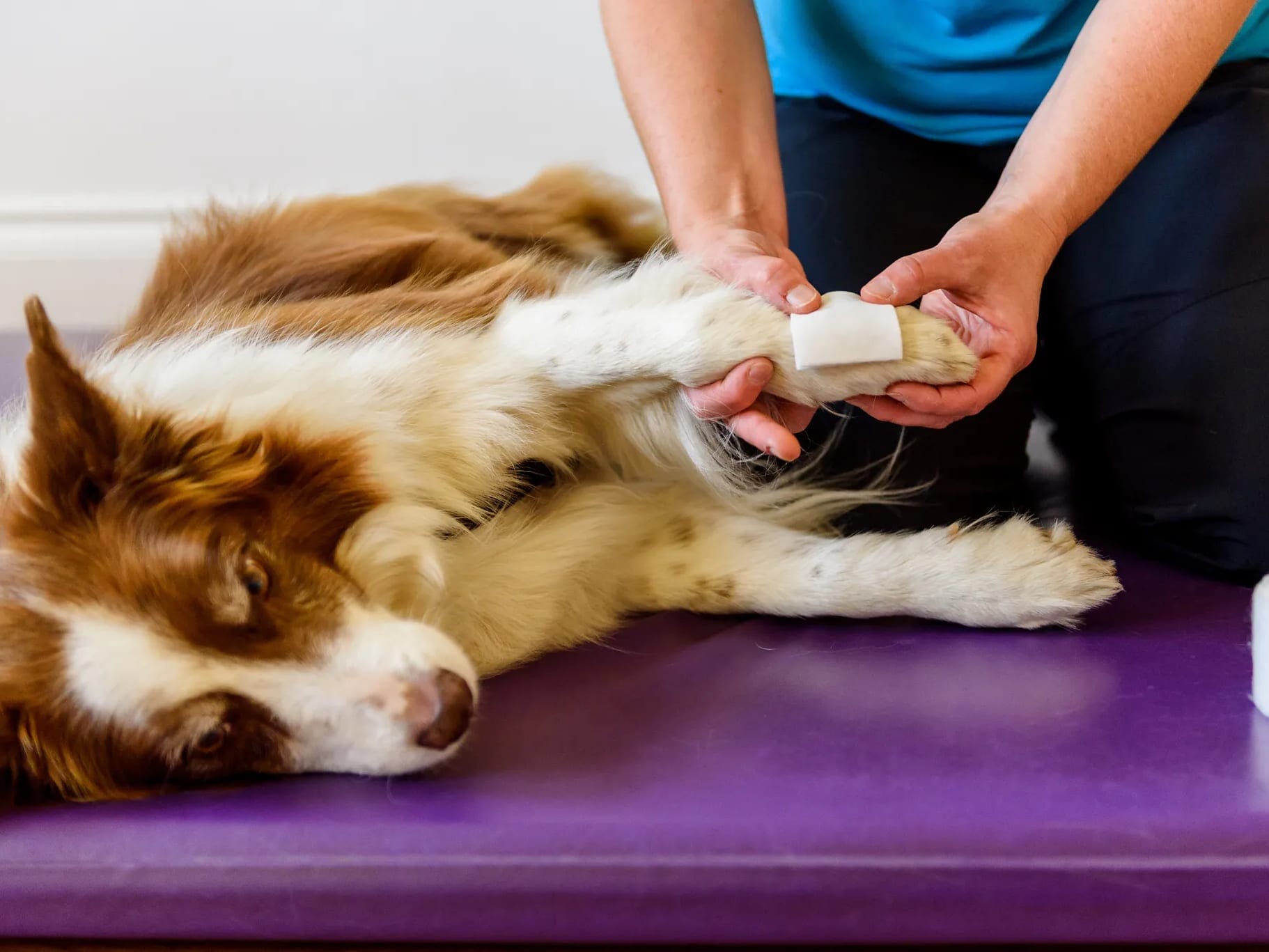 The first step in a K9 bandaging tutorial: applying the contact layer to the wound.