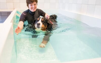 Canine Arthritis Management