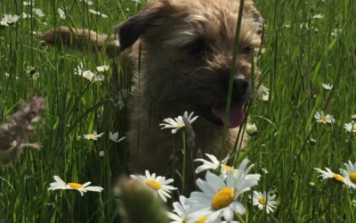 K9 Summer Advice