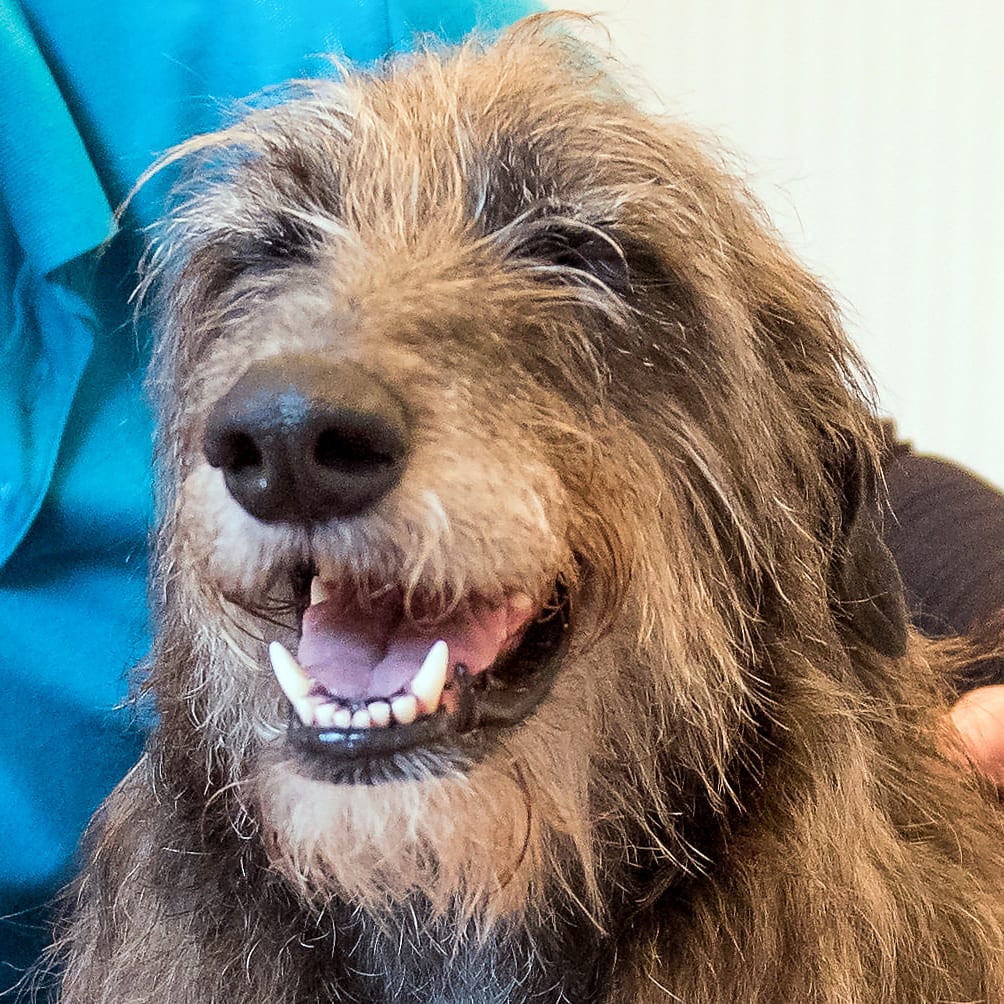 dog-vetinary-practitioner-smiling Happy looking dog looking down the camera, sitting with a vetinary practitioner in the background.