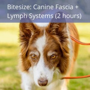 K9 Therapy Hub Bitesize: Canine Fascia