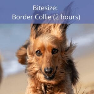 K9 Therapy Hub (8) Bitesize: Border Collie