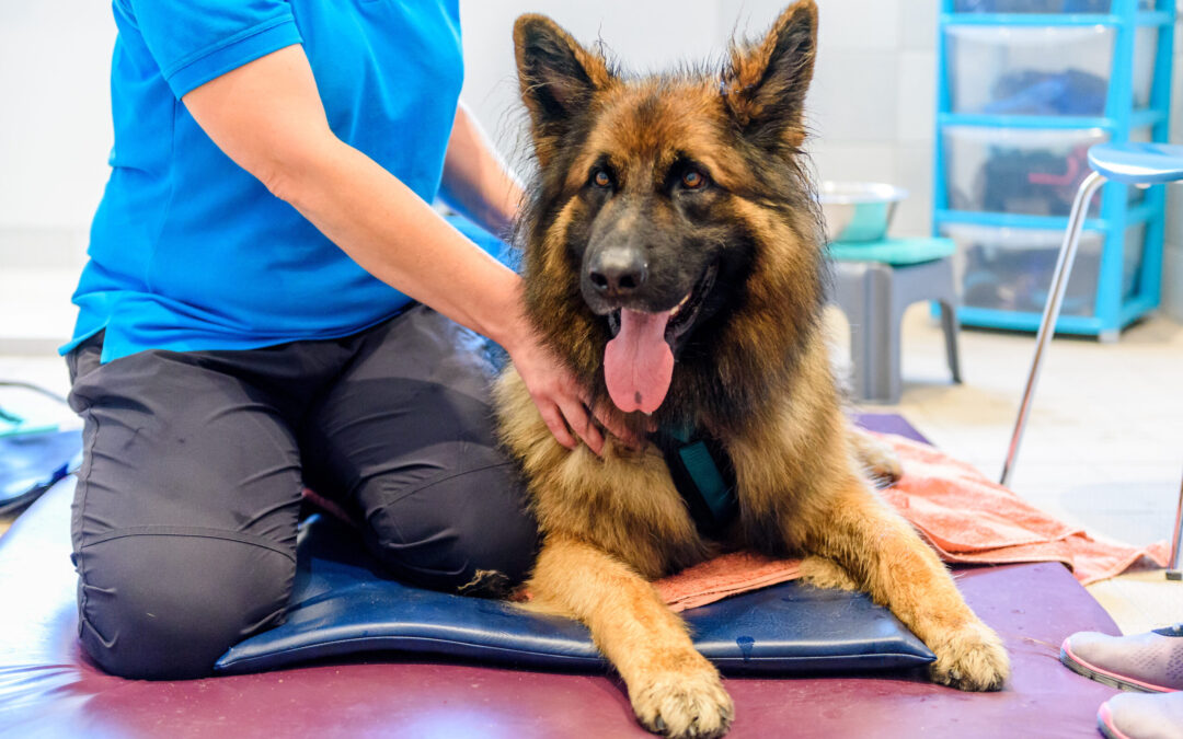 Clinical Reasoning in Canine Therapy: The Detective Approach to SMART Goals + Better Outcomes