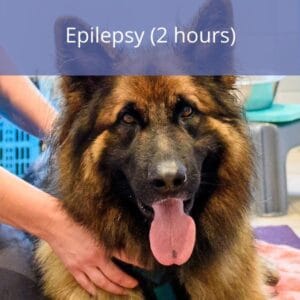 Epilepsy Epilepsy