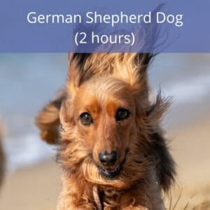 German Shepherd Dog German Shepherd Dog