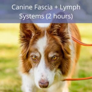 K9 Fascia + Lymph Systems Canine Fascia + Lymph Systems
