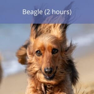Beagle Beagle