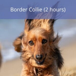 Border Collie Border Collie