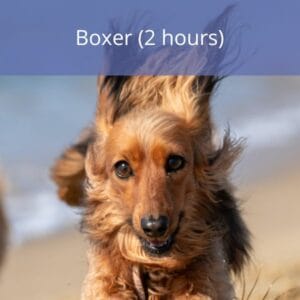 Boxer Boxer