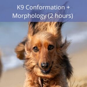 K9 Conformation + Morphology K9 Conformation + Morphology