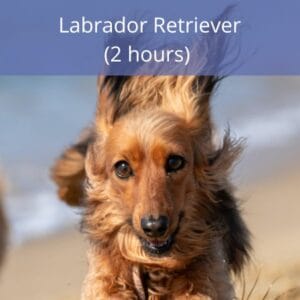 Labrador Retriever Labrador Retriever