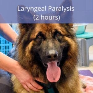 Laryngeal Paralysis Laryngeal Paralysis