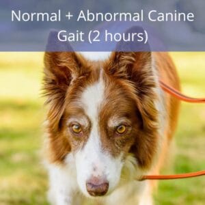 Normal + Abnormal Canine Gait Normal + Abnormal Canine Gait