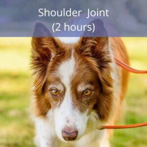 Shoulder Joint Shoulder Joint