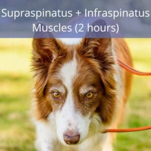 Supraspinatus + Infraspinatus Muscles Supraspinatus + Infraspinatus Muscles