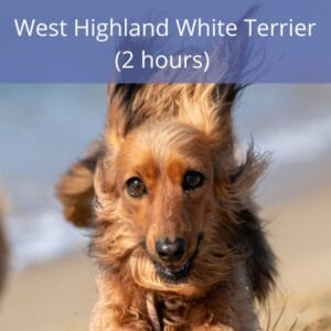 West Highland White Terrier West Highland White Terrier