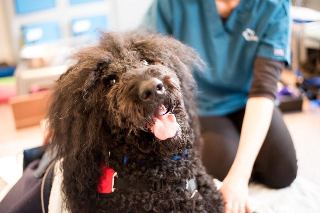 A resilient canine therapist taking a moment to breathe and reset in a clinical session.
