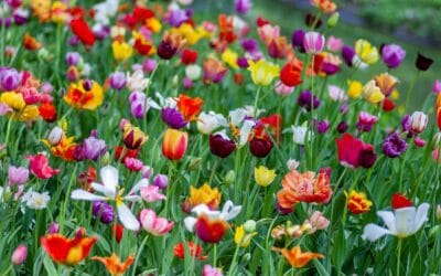 K9 Spring Advice Blog