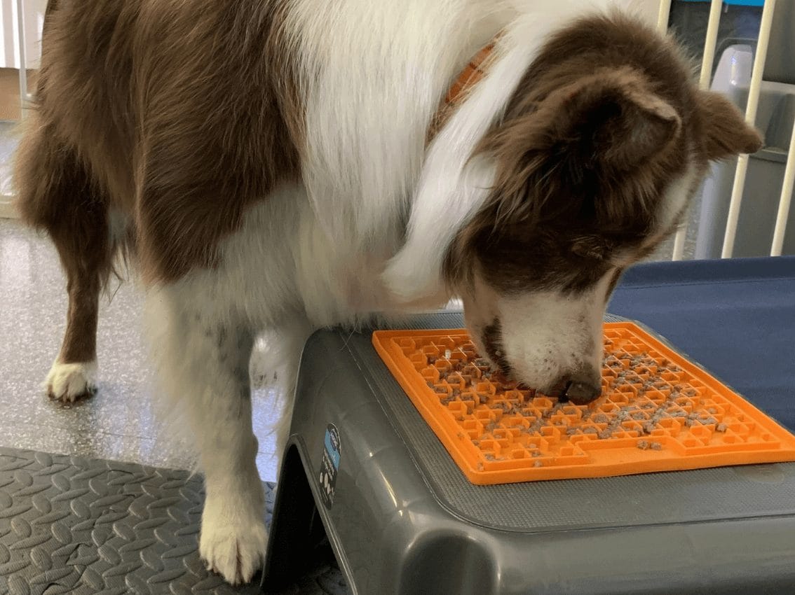 A Border Collie enjoying canine enrichment by licking healthy food from a Licki Mat to promote calm behaviour and mental stimulation.