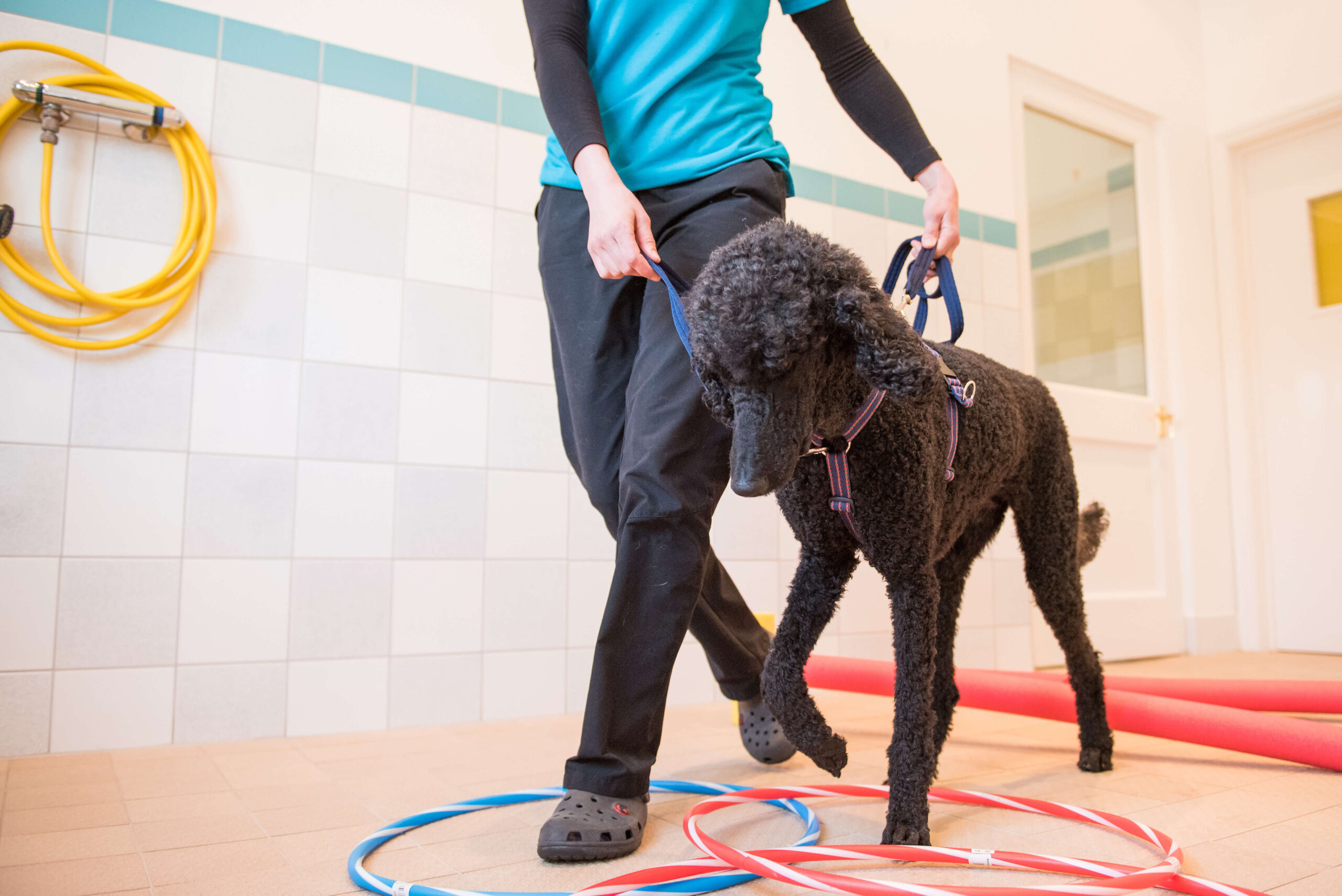 A canine therapist using advanced canine movement enrichment techniques and therapeutic handling to optimise a dog's natural balanced motion in a clinical setting.