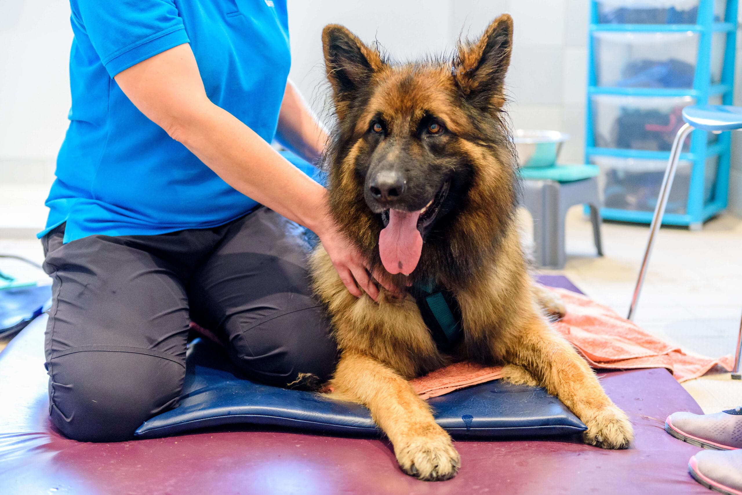 German Shepherd Dog in clinic with therapist