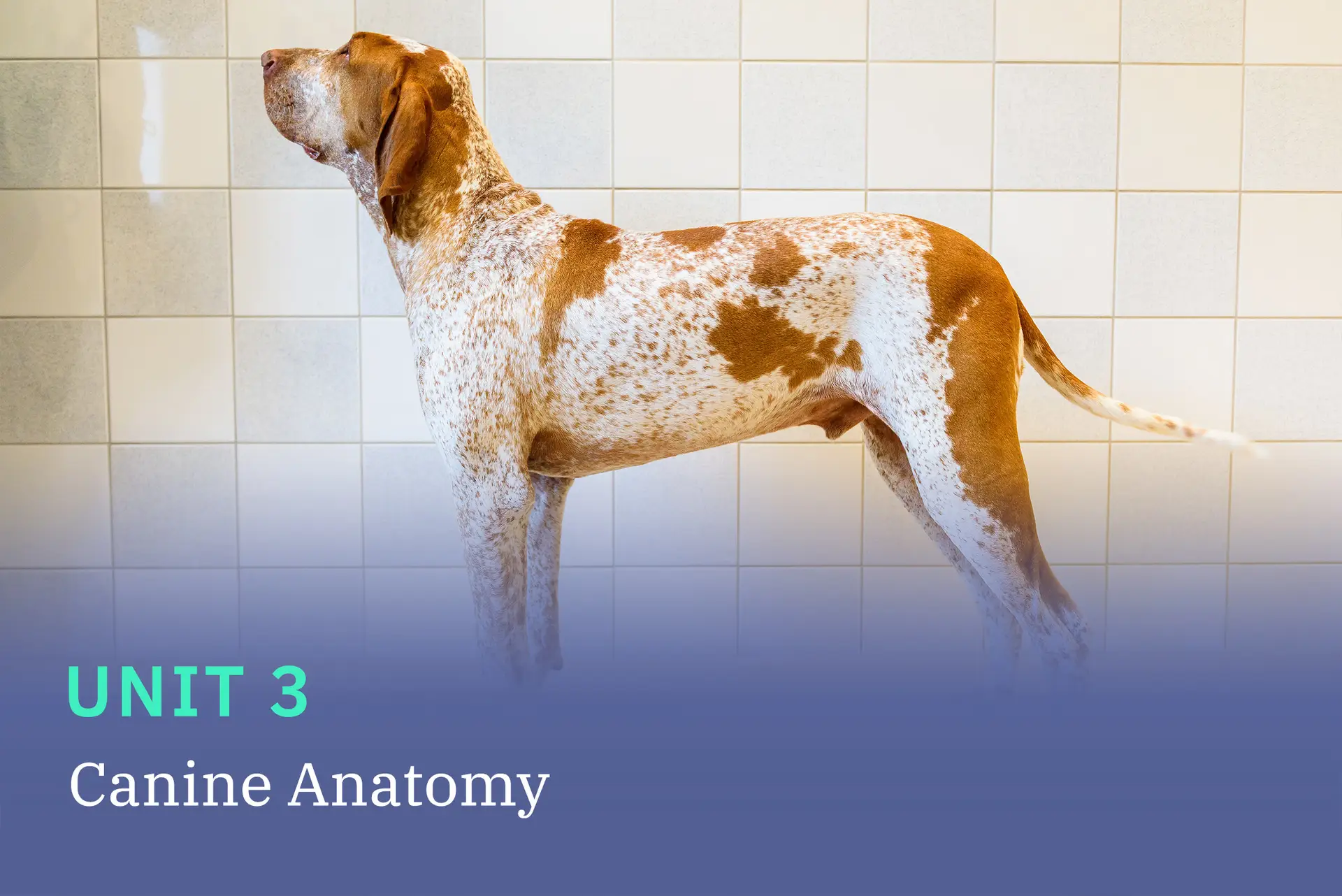 Unit 3 covers-canine-anatomy